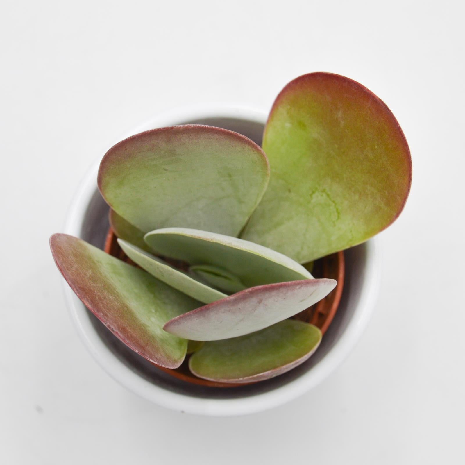 pasiora-kalanchoe-thyrsiflora-sukkulente-6cm image 2