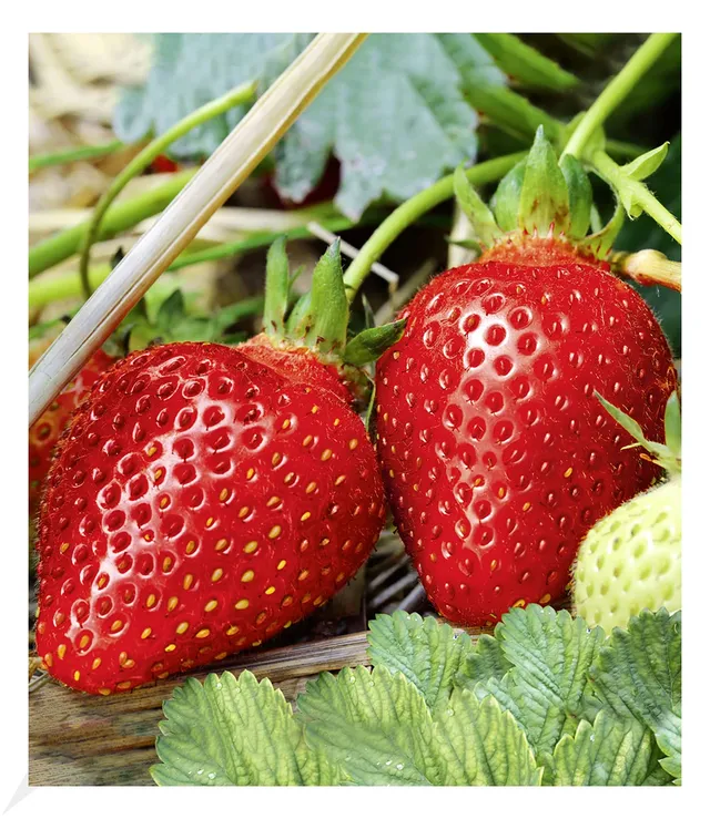 baldur-garten-immertragende-erdbeere-albion-3x-pflanzen-im-7x7-cm-topf image 1