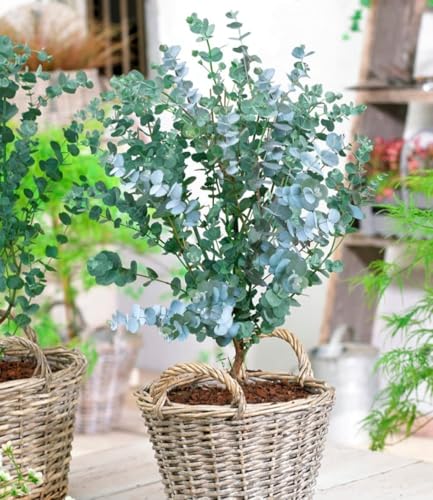 baldur-garten-winterharter-eukalyptus-azura-im-15-cm-topf image 7