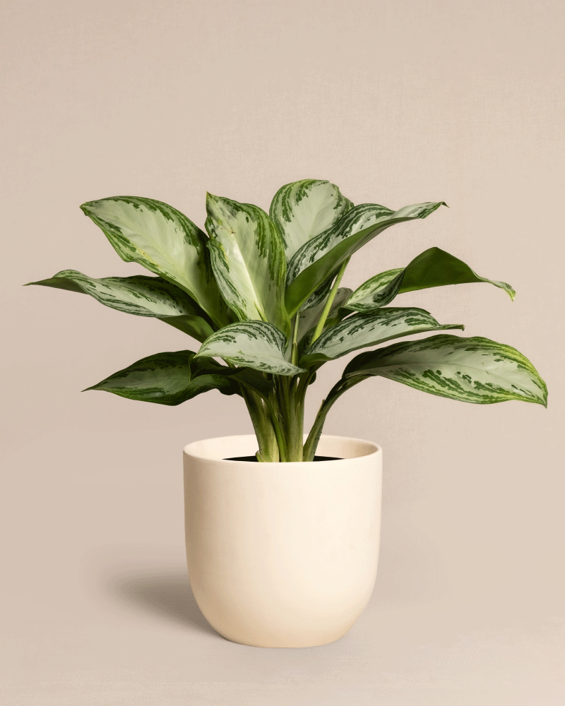 feey-aglaonema-silver-bay-zimmerpflanze image 6