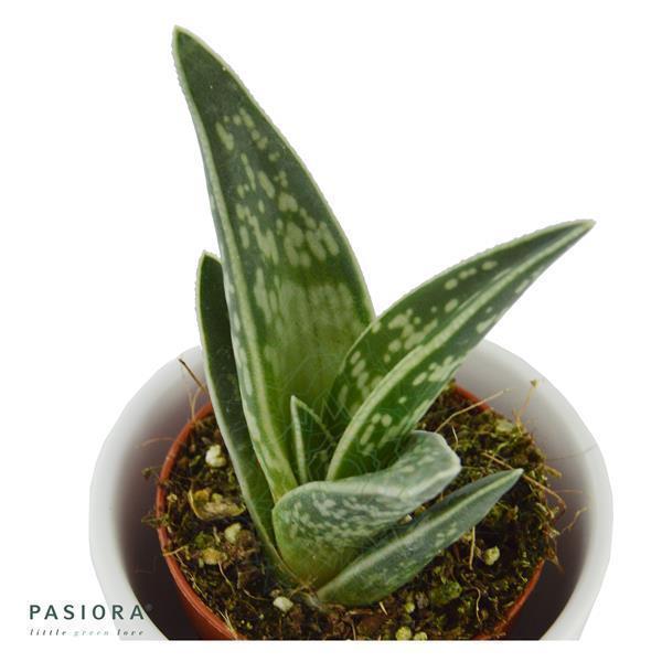 pasiora-aloe-variegata-tiger-aloe-sukkulente-5-5cm-topf image 1