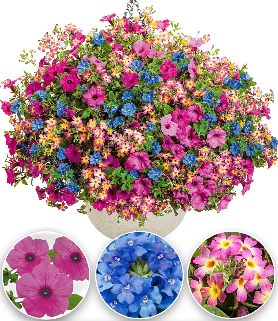 baldur-garten-candy-stick-mix-3er-sommerblumen-10-5-cm-topf image 1