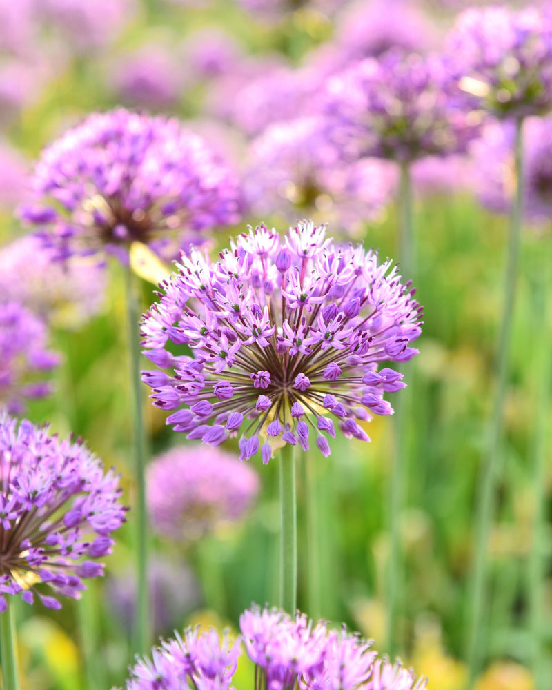 feey-allium-lila-zwiebeln-bienen-berglauch image 4