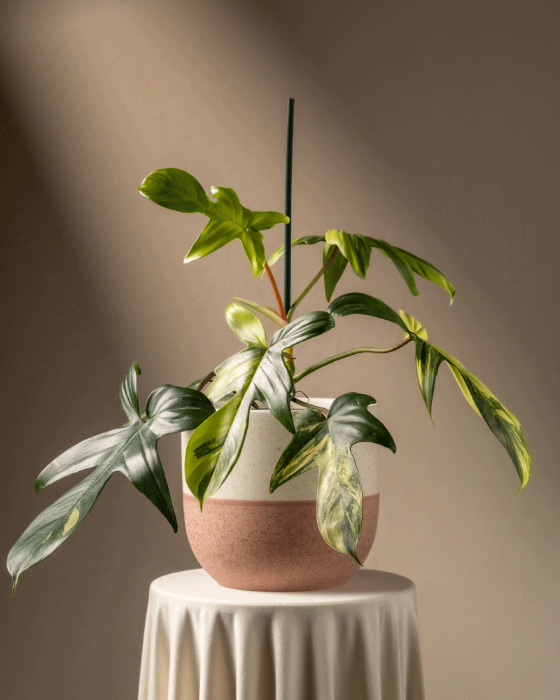 feey-philodendron-florida-beauty-rarit-t-zimmerpflanze image 5