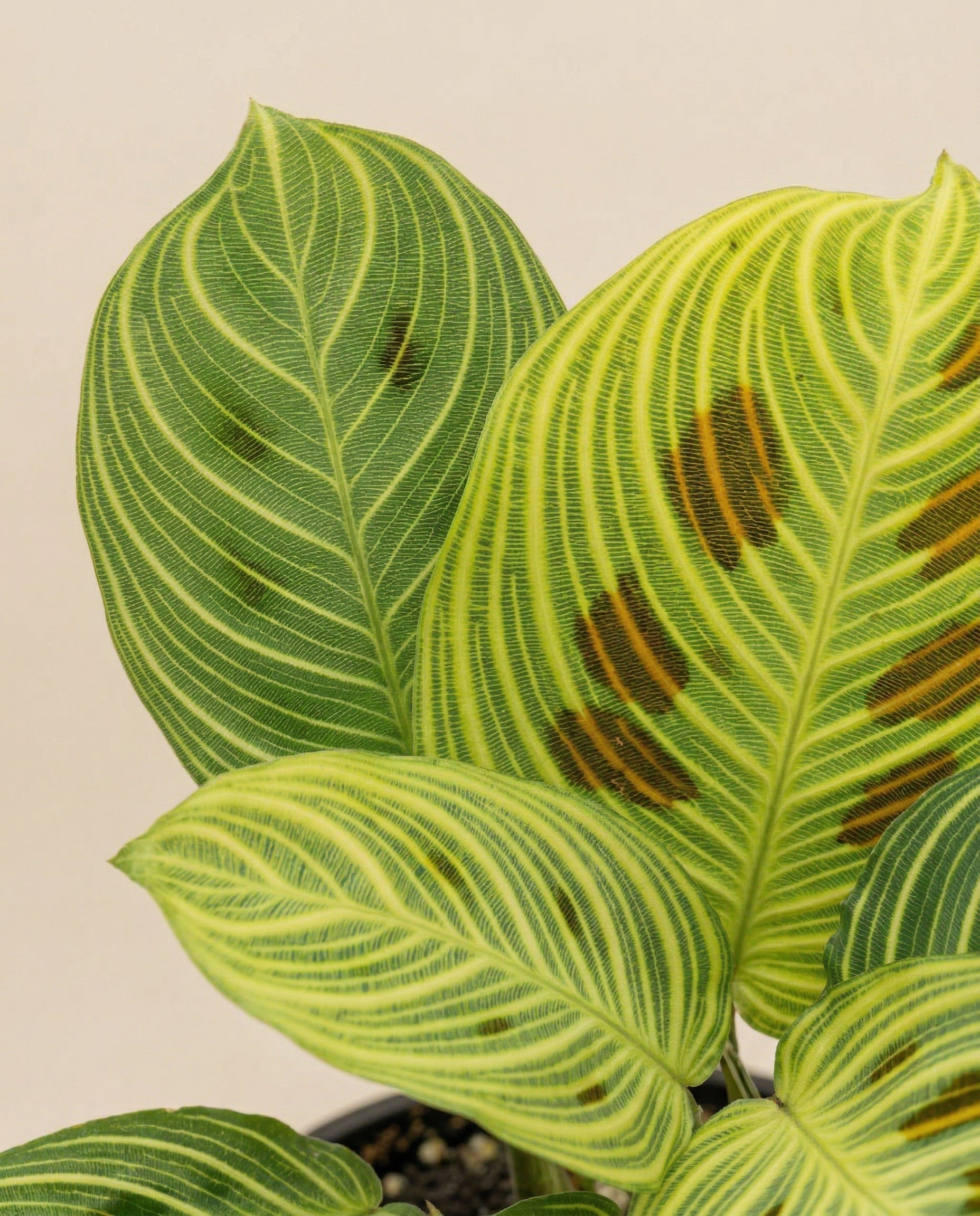 feey-maranta-light-veins-zimmerpflanze-pfeilwurz-rarit-t image 2