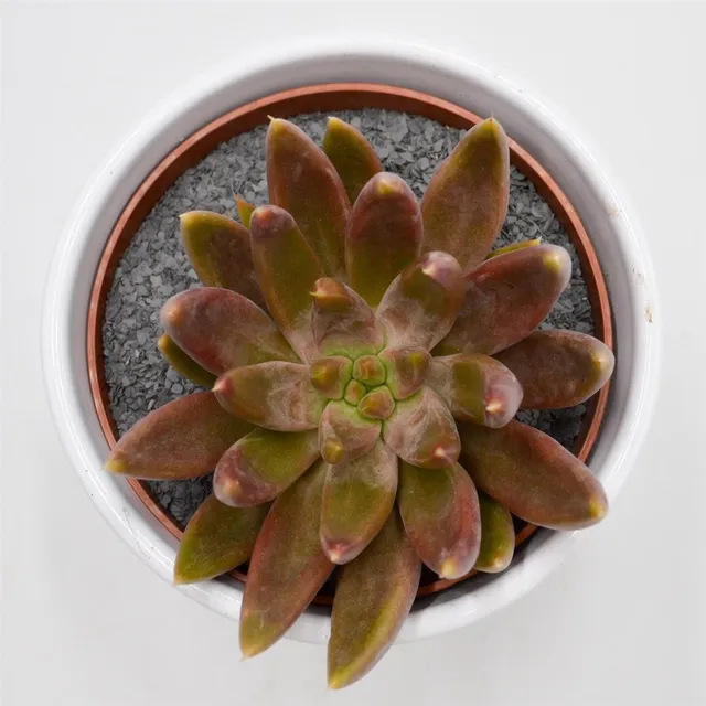 pasiora-echeveria-tolimanensis-hybride-sukkulente-10-5-cm-topf image 1