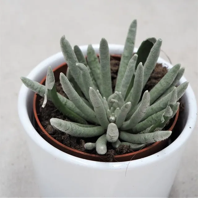 pasiora-senecio-scapusis-sukkulente-8-5-cm-topf image 1