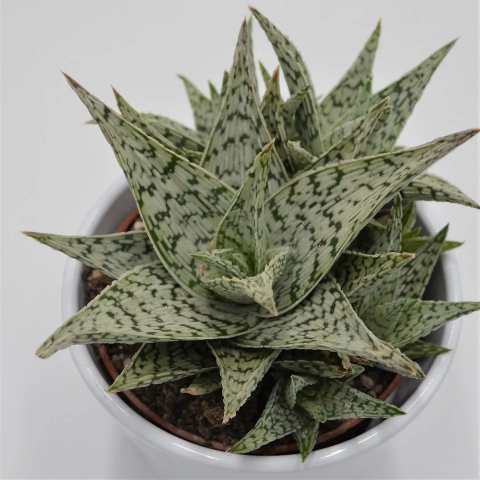 pasiora-aloe-doran-black-sukkulente-10-5-cm image 1