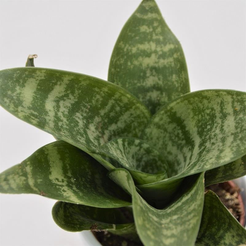 pasiora-sansevieria-trifasciata-green-honey-6cm image 1