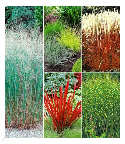 baldur-garten-9er-winterhartes-gr-serbeet-9-pflanzen-im-9x9-cm-topf image 8