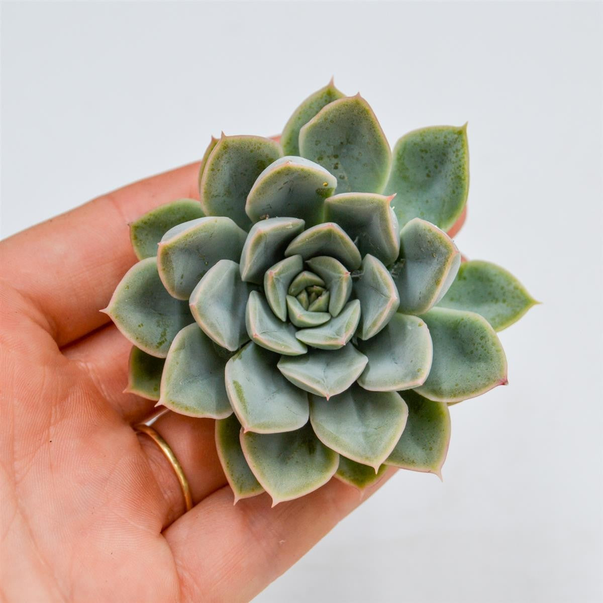pasiora-echeveria-green-gem-steckling-indoor-sukkulente image 1