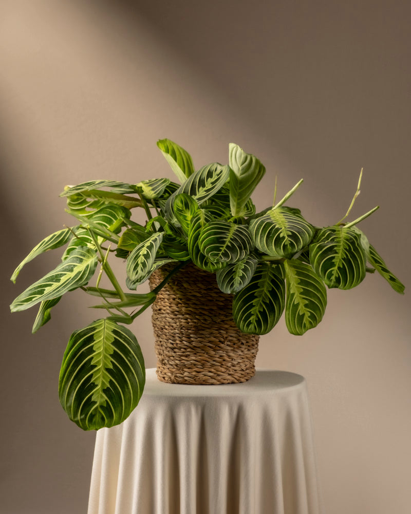 feey-maranta-lemon-lime-rarit-t-prayer-plant image 8