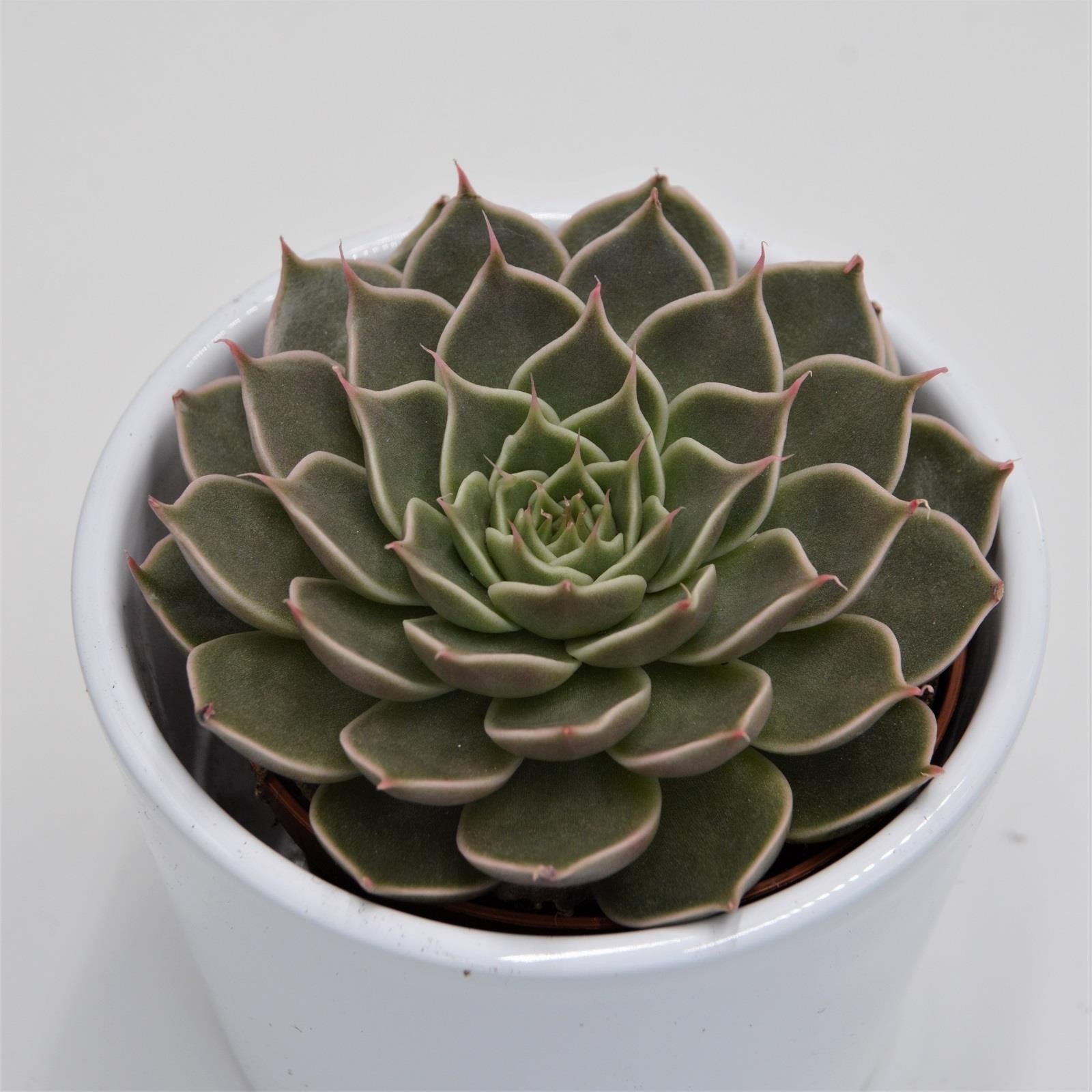 pasiora-graptopetalum-canopus-sukkulente-8-5cm-topf image 1