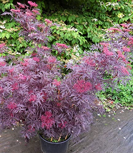 baldur-garten-terrassen-holunder-cherry-lace-im-9x9-cm-topf image 8