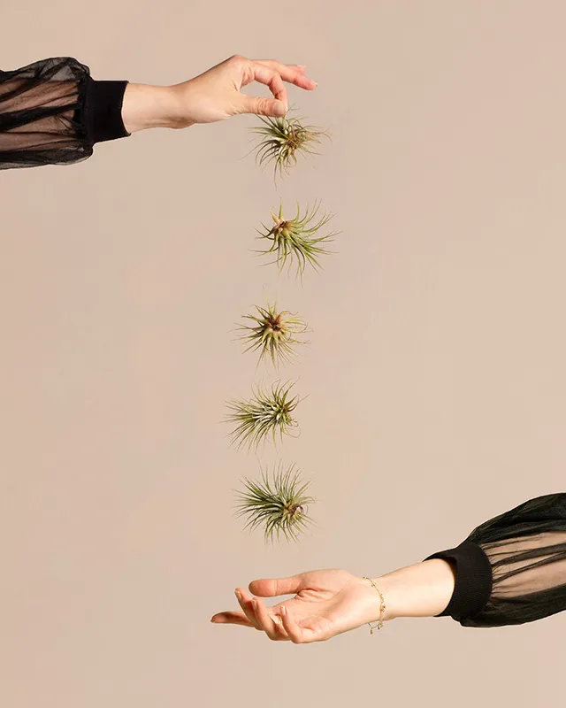 feey-luftpflanzen-tillandsia-ionantha-rubra-5er-set-klein image 1