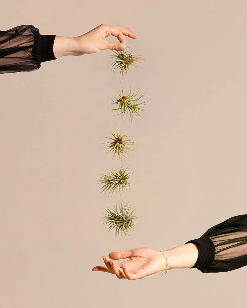 feey-luftpflanzen-tillandsia-ionantha-rubra-5er-set-klein image 1