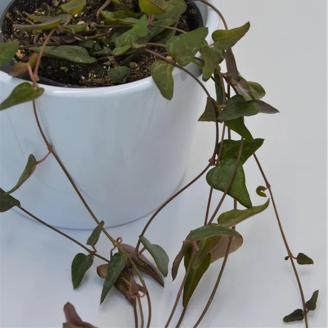 pasiora-ceropegia-woodii-orange-8-cm-topf image 1
