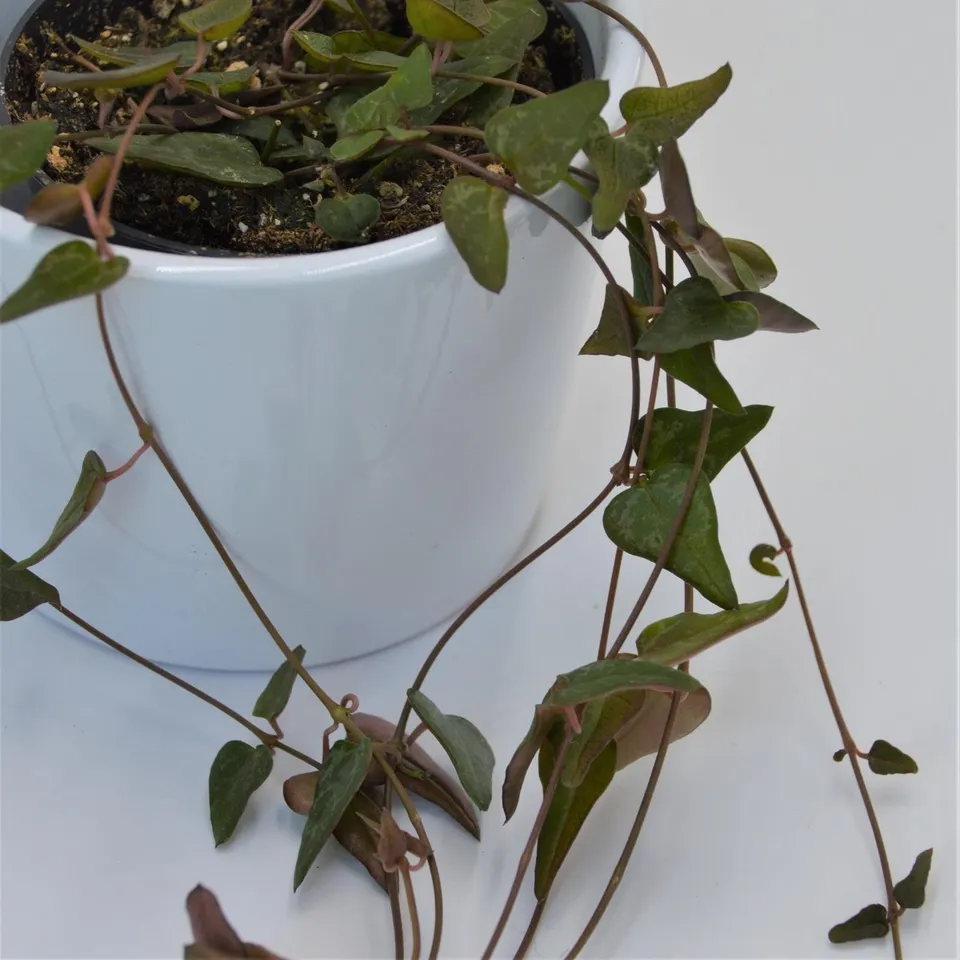 pasiora-ceropegia-woodii-orange-8-cm-topf image 1