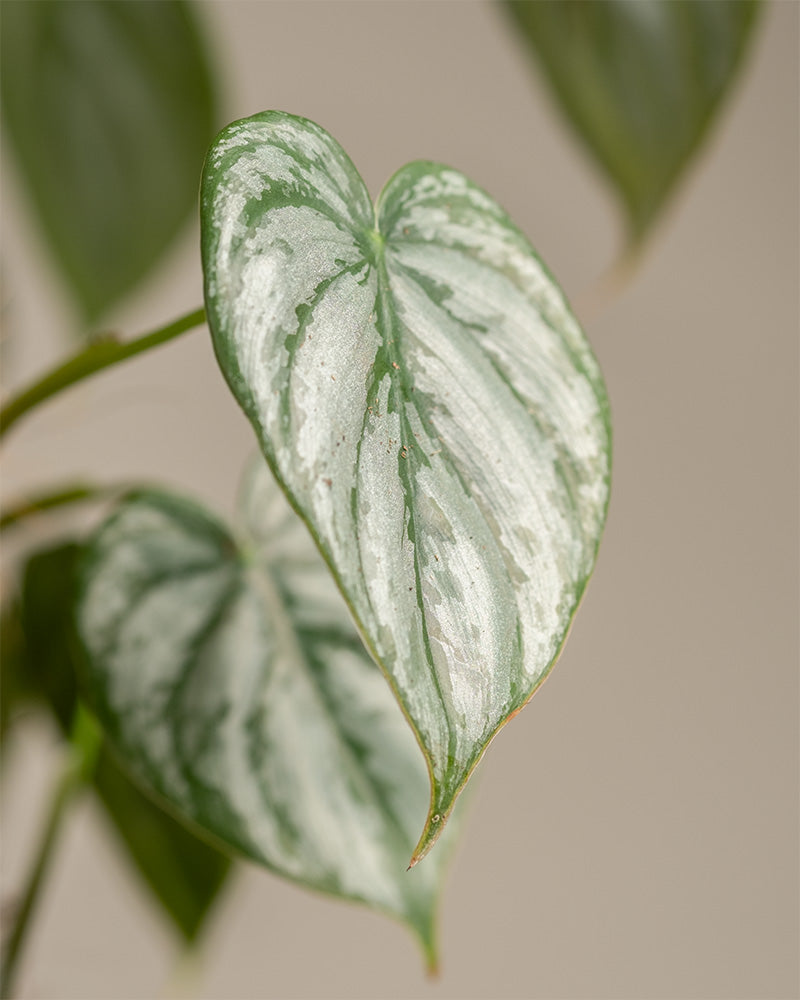 feey-philodendron-brandtianum image 8