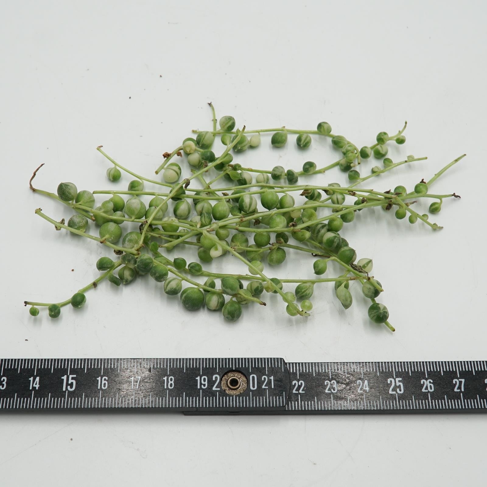 pasiora-senecio-rowleyanus-f-variegata-10-stecklinge image 2