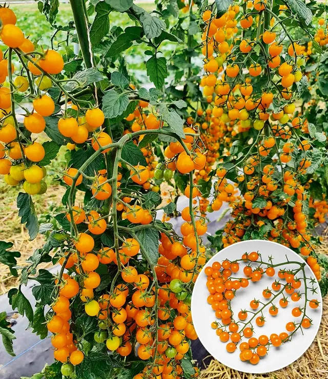 baldur-garten-snack-tomate-perlino-gelb-2-pflanzen-im-10-5-cm-topf image 1