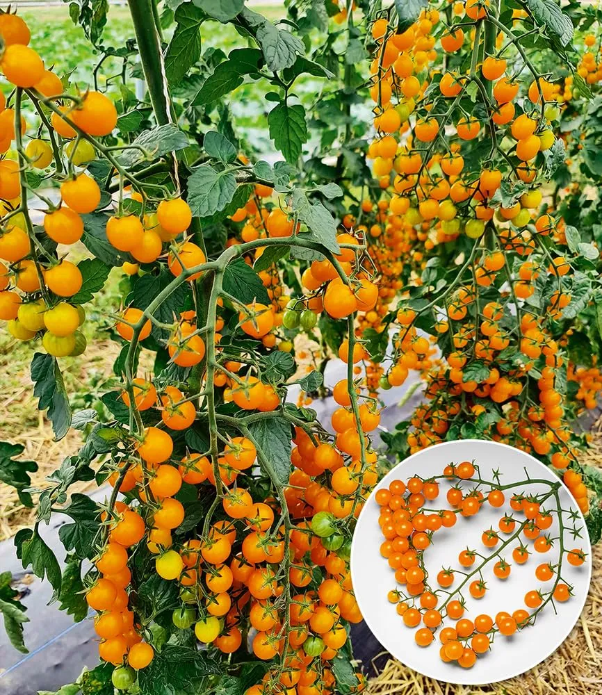 baldur-garten-snack-tomate-perlino-gelb-2-pflanzen-im-10-5-cm-topf image 1