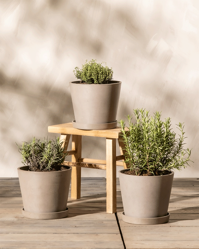 feey-duftendes-kr-uter-trio-thymian-lavendel-rosmarin-im-topf image 4