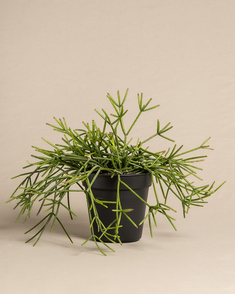 feey-rhipsalis-neves-armondii-zimmerpflanze-halbschattig image 3