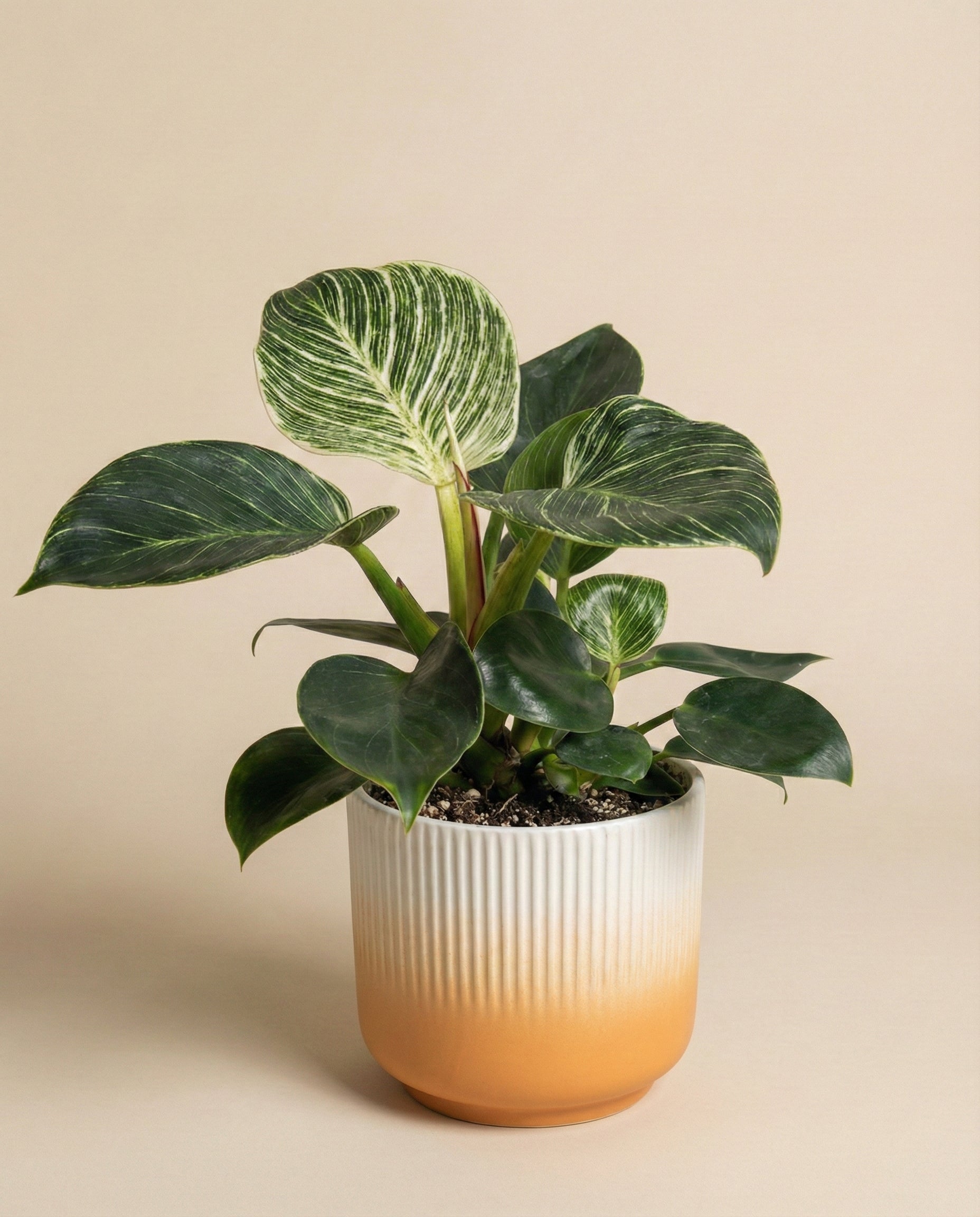 feey-philodendron-birkin-hydro-zimmerpflanze image 6