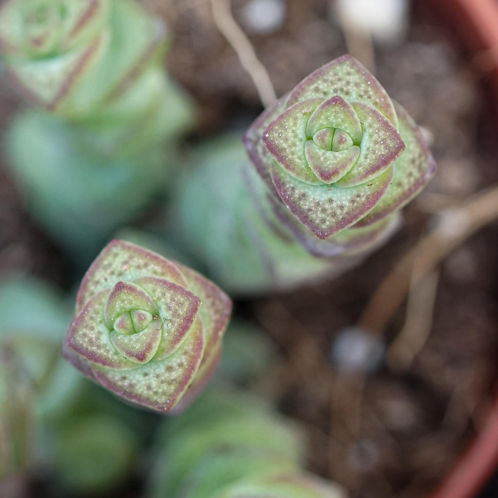 pasiora-crassula-rupestris-marnieriana-hottentot-sukkulente-6cm image 5