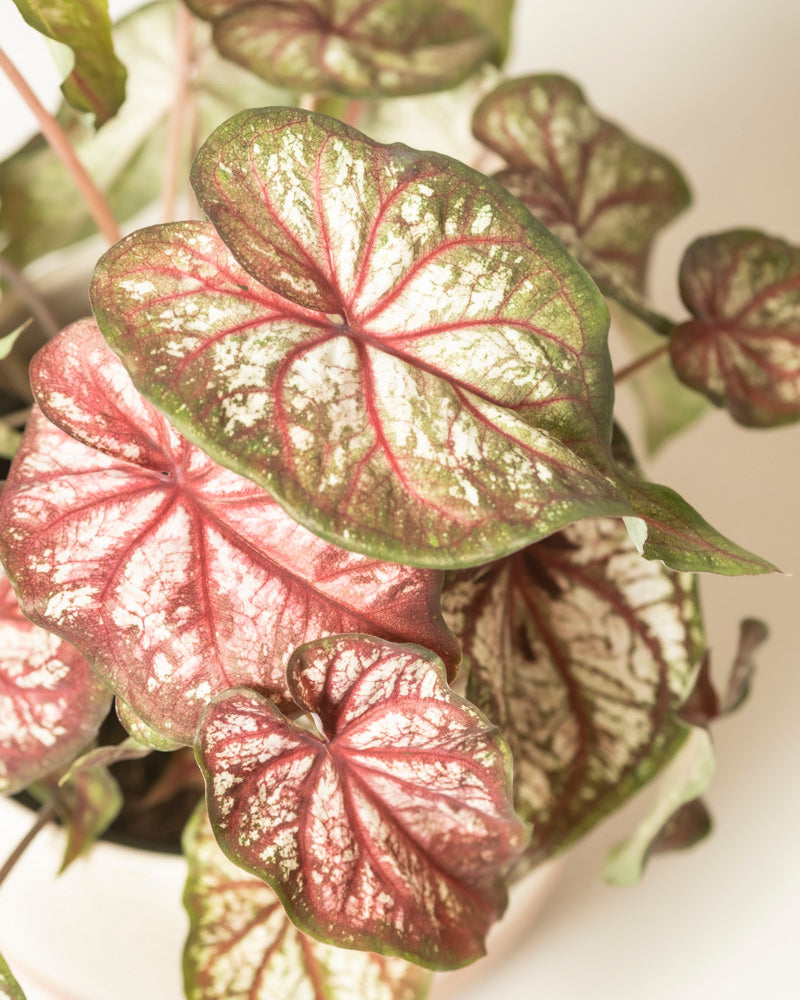 feey-caladium-bicolor-kaladie-buntwurz-zimmerpflanze image 2