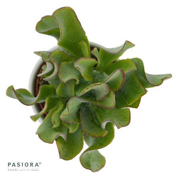 pasiora-crassula-arborescens-curly-6cm-sukkulente image 3