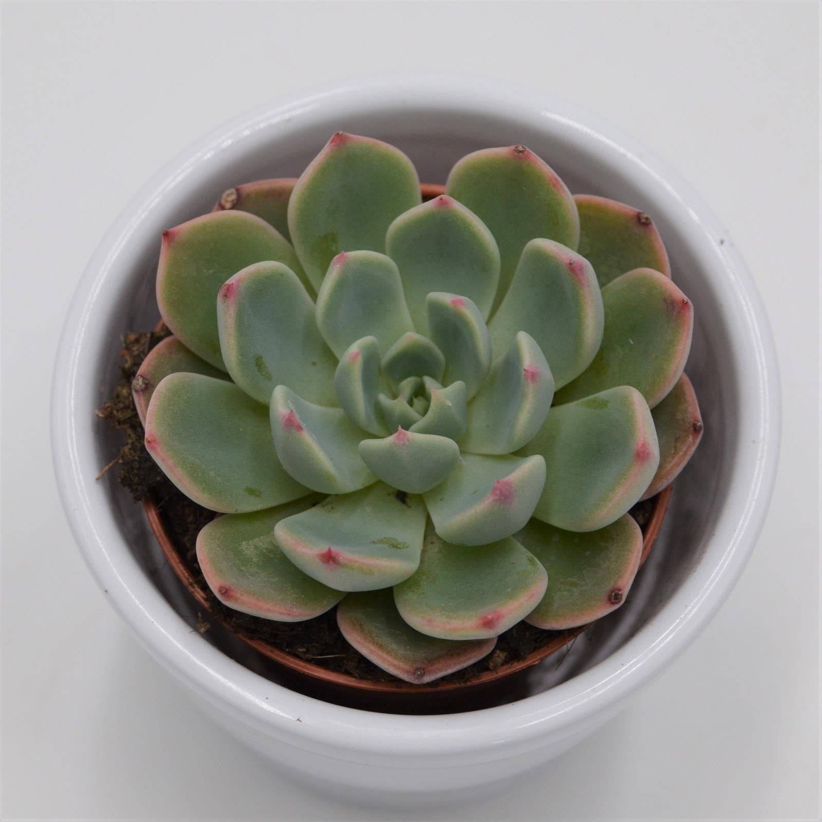 pasiora-echeveria-blue-minima-sukkulente-5-5cm image 2
