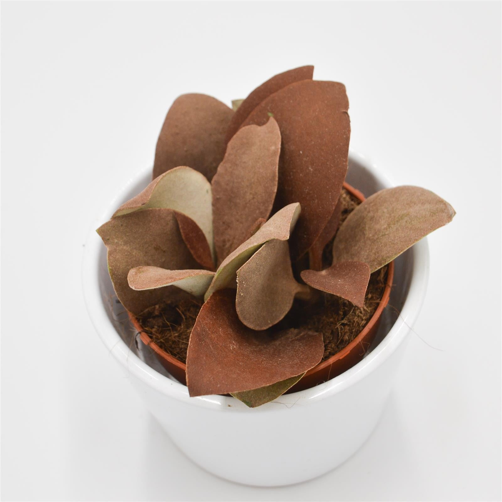 pasiora-kalanchoe-orgyalis-sukkulente-8-5cm-topf image 2