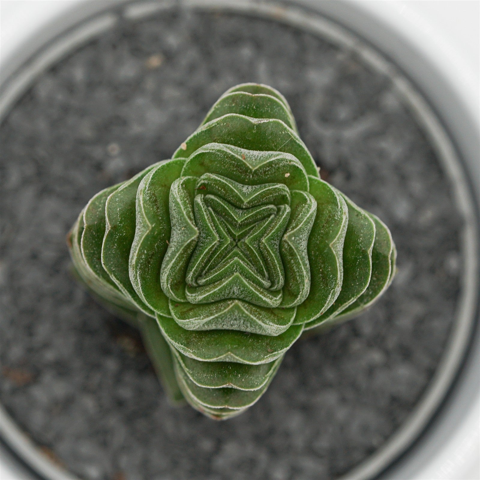pasiora-crassula-buddha-s-temple-sukkulente-6cm-topf image 5