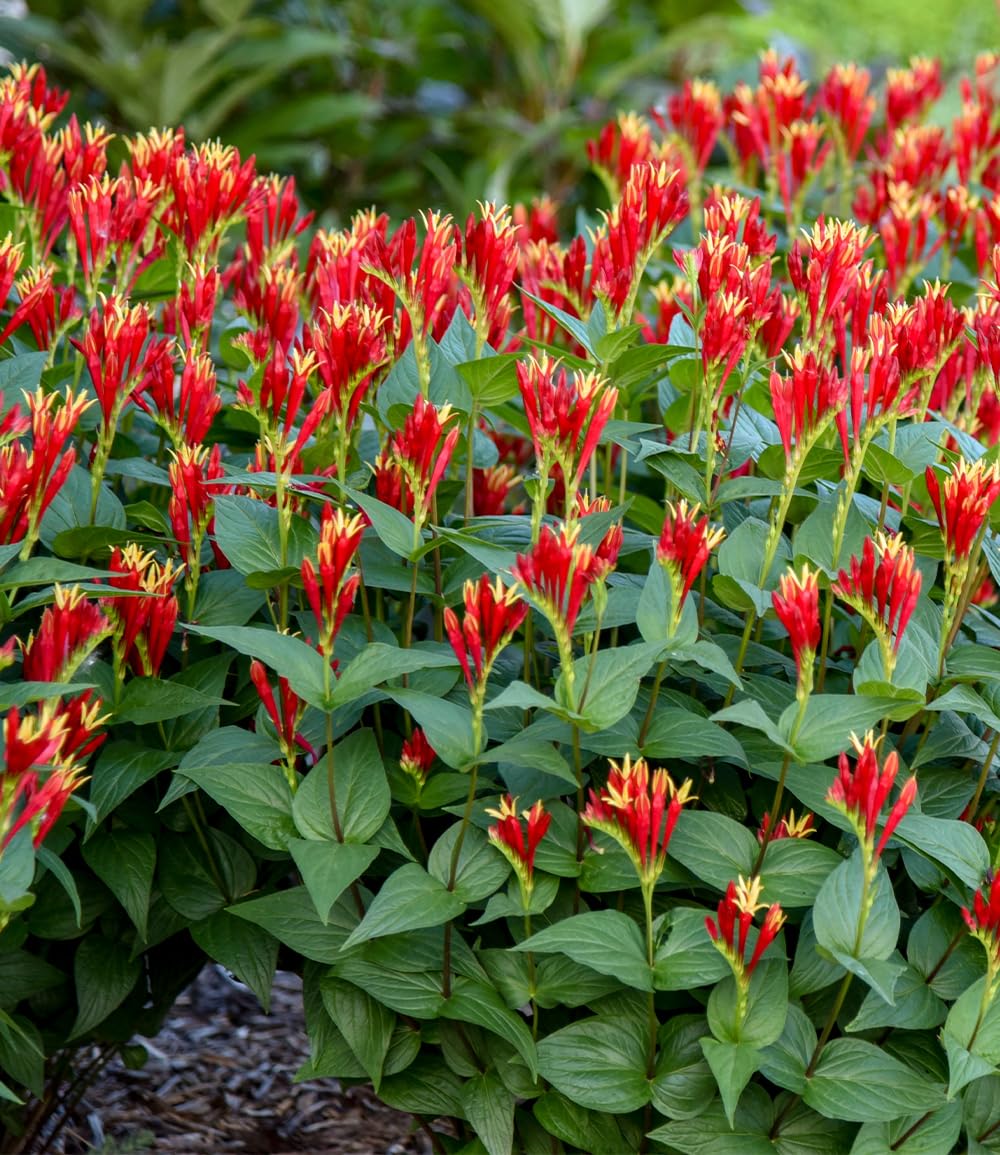 baldur-garten-spigelia-little-redhead-pflanze-im-9x9-cm-topf-winterhart image 1