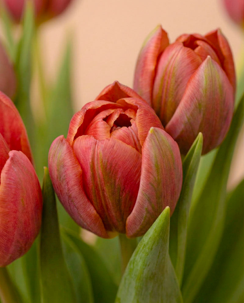 feey-tulpen-herzklopfen-tiefrot-holland image 6