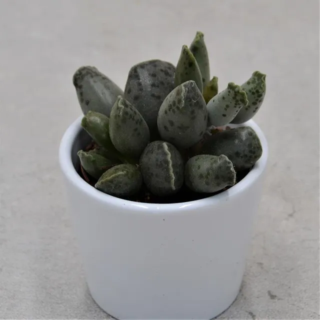 pasiora-adromischus-cooperi-var-festivus-6cm-mini-sukkulente image 1