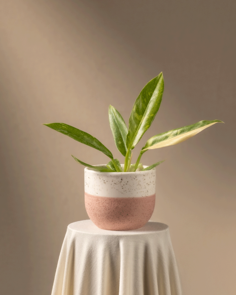 feey-philodendron-ring-of-fire-babypflanze-rarit-t image 5