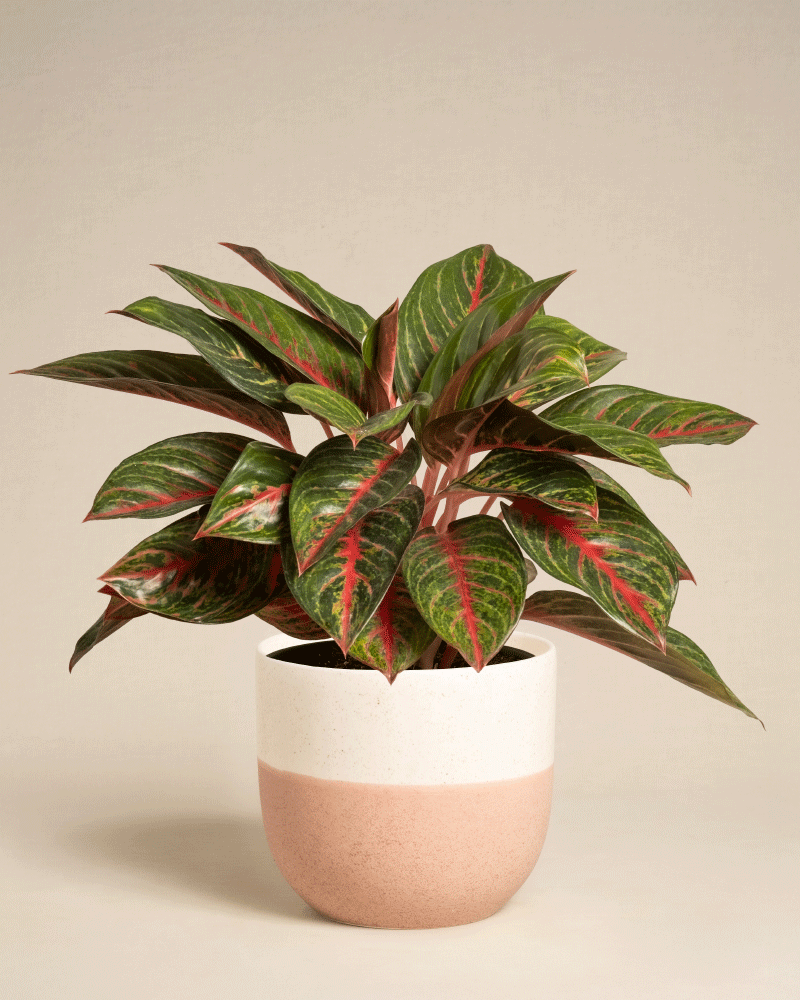 feey-aglaonema-red-emerald-kolbenfaden image 7