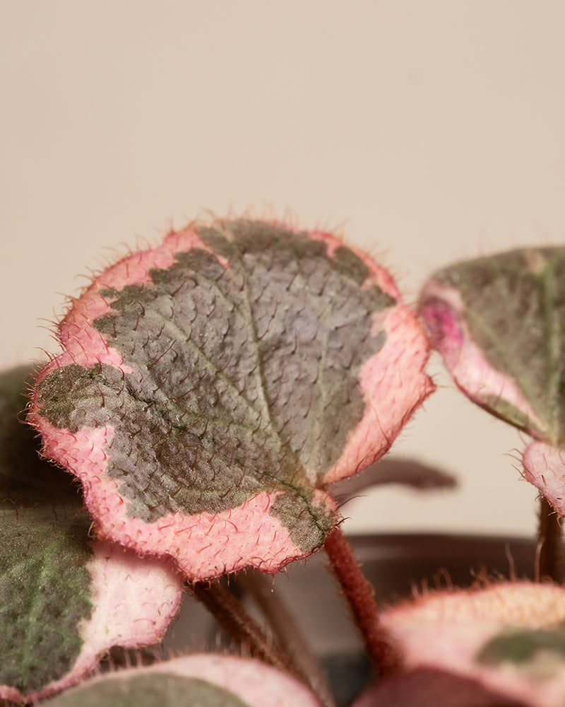 feey-rosa-babypflanzen-3er-set-mit-cryptanthus-hoya-saxifraga image 8