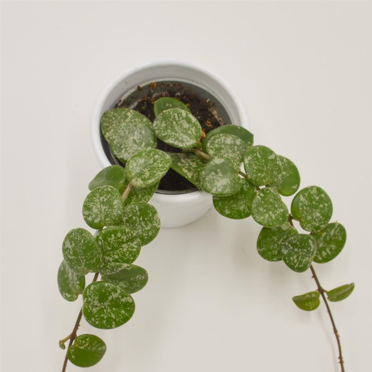 pasiora-hoya-mathilde-splash-porzellanblume-6cm-topf image 2