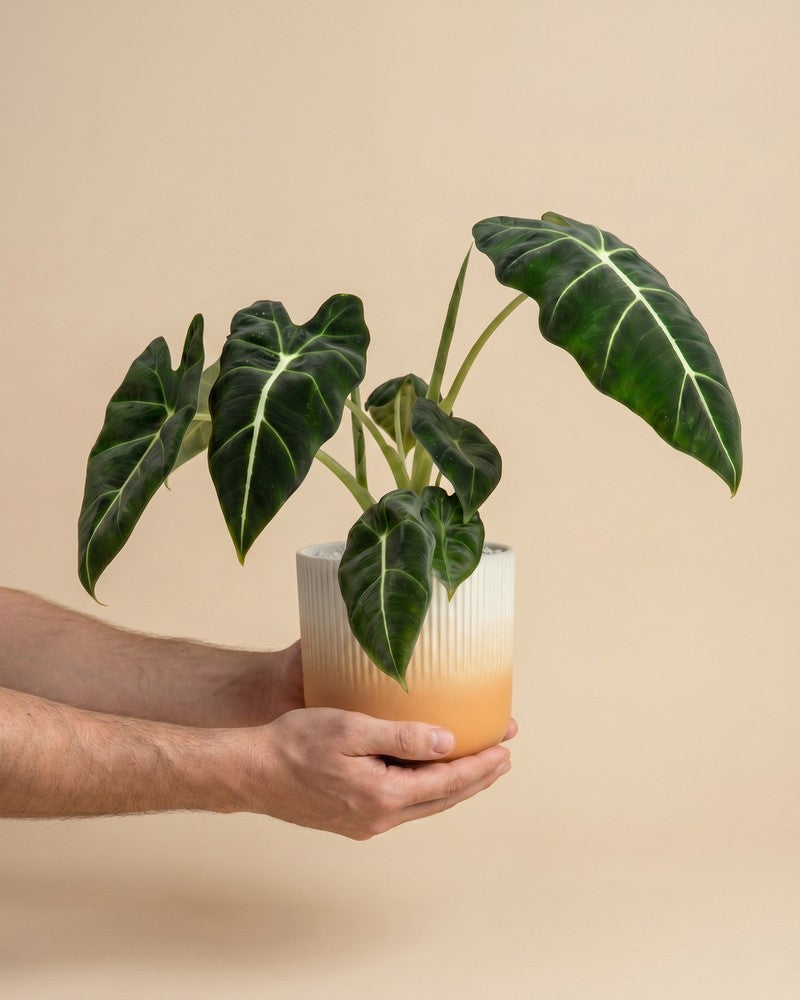 feey-alocasia-frydek-zimmerpflanze image 1