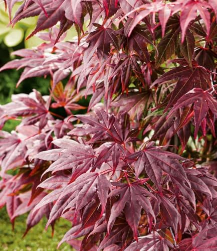 baldur-garten-japanischer-ahorn-burgund-im-12-cm-topf image 8