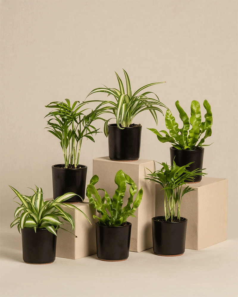 feey-ungiftige-babypflanzen-6er-set-tierfreundlich image 6