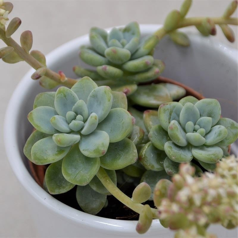 pasiora-sedum-clavatum-sukkulente-8-5cm-topf image 1