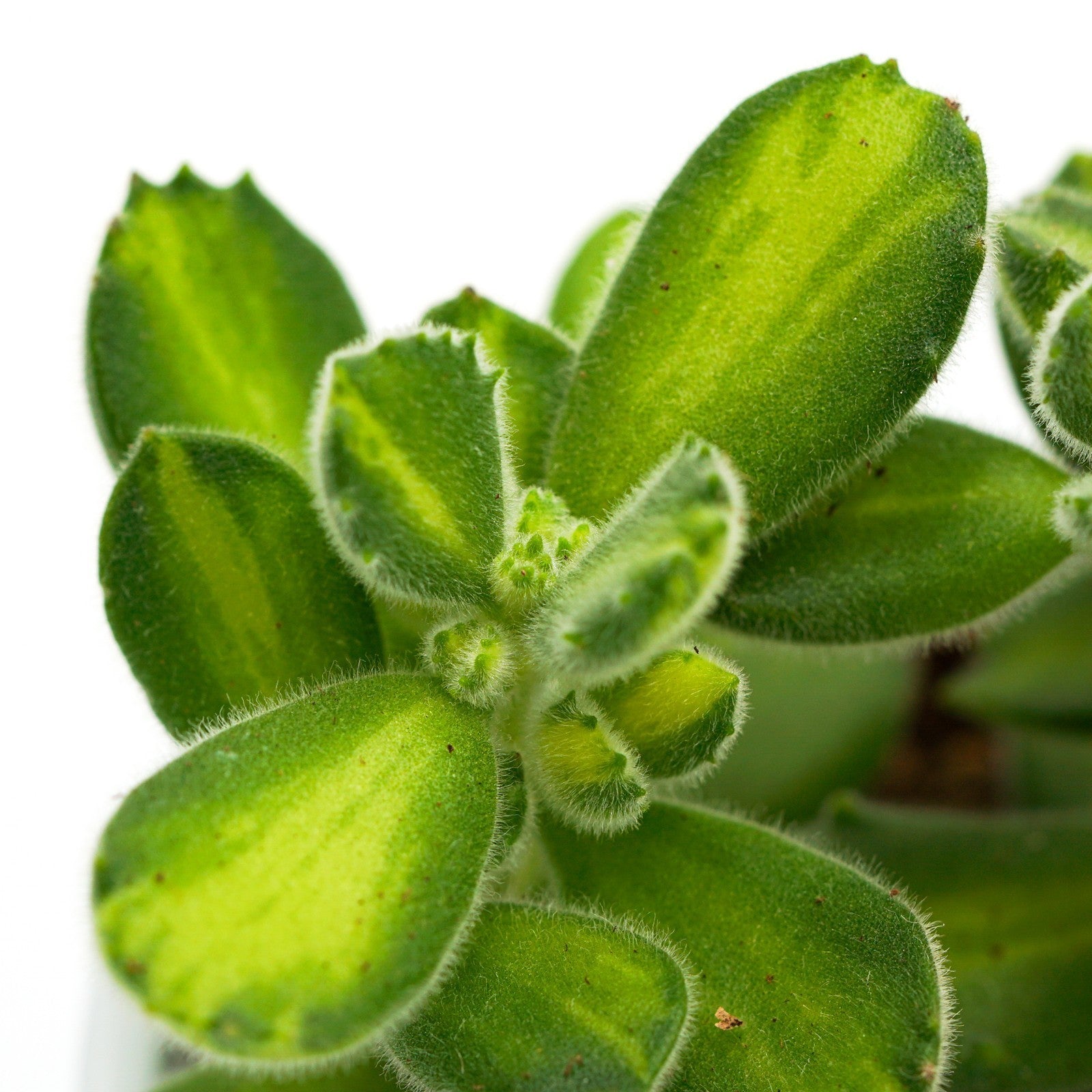 pasiora-cotyledon-tomentosa-lemon-stripe-sukkulente-6cm image 6