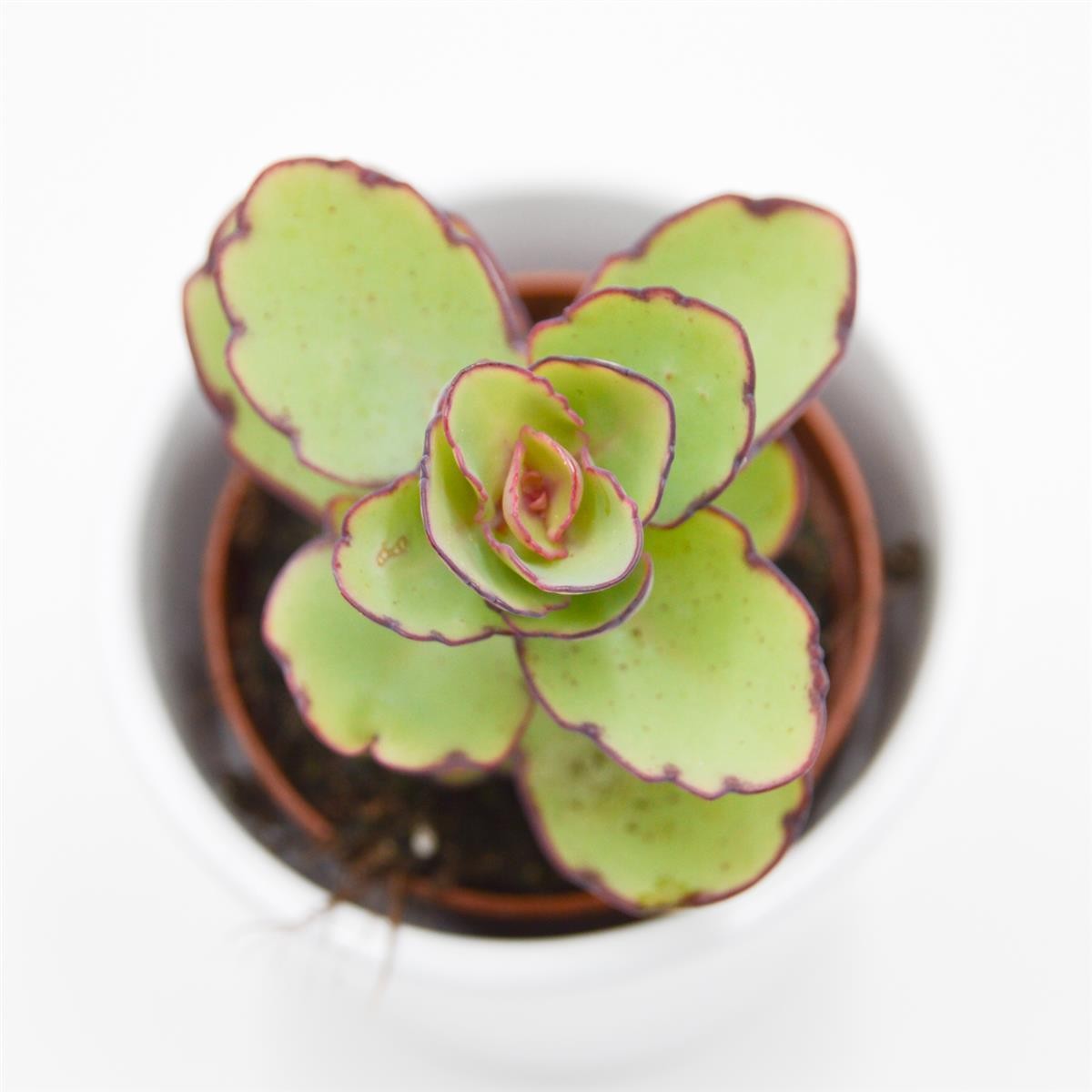 pasiora-kalanchoe-thailandii-sukkulente-brutblatt-5-5cm-topf image 1