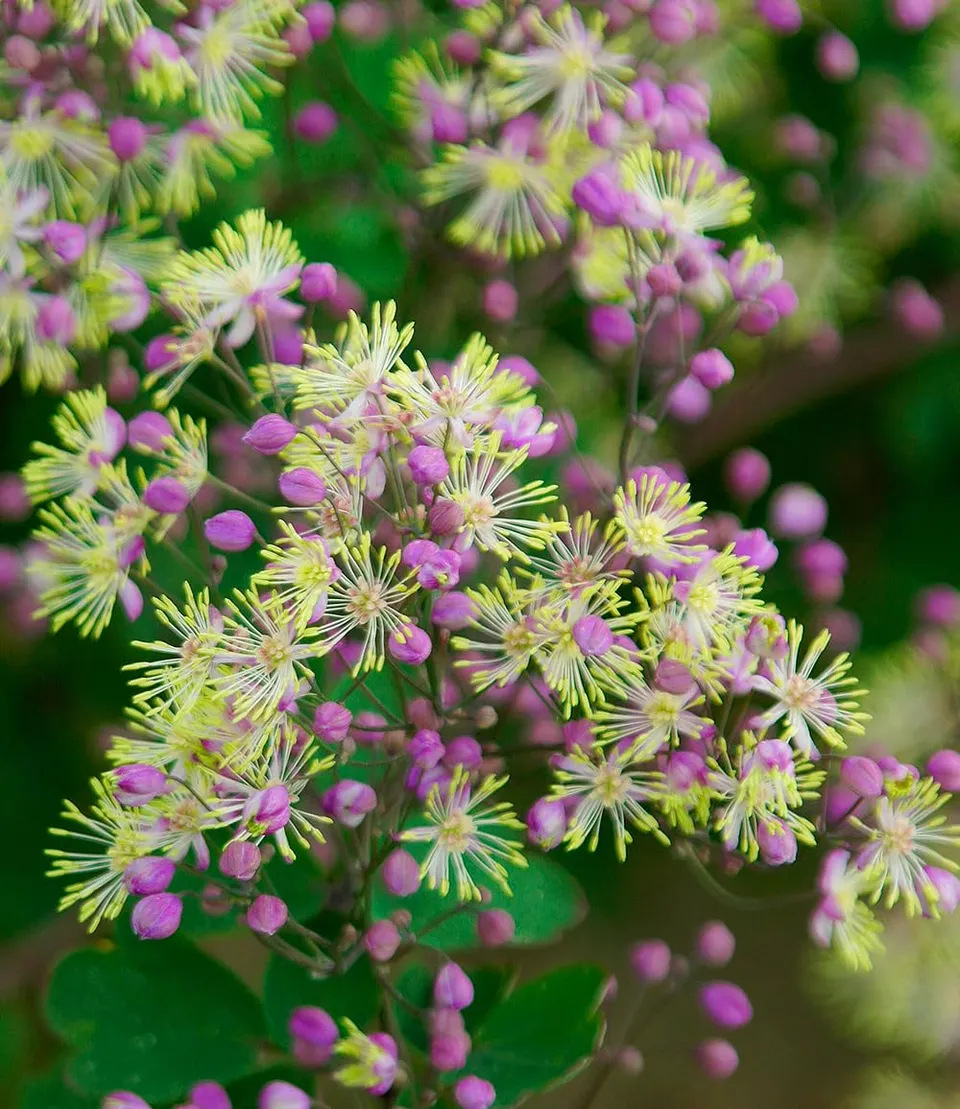 baldur-garten-hohe-wiesenraute-anne-thalictrum-staude-im-9x9-cm-topf-ca-200-cm image 1