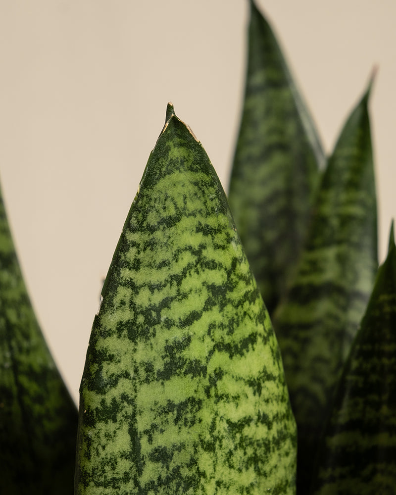 feey-kleine-gr-ne-schwiegermutterzunge-sansevieria-trifasciata-zeylanica image 2